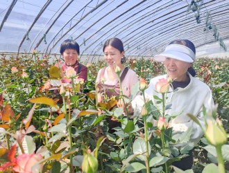政協(xié)“微協(xié)商” 花農(nóng)笑開(kāi)顏